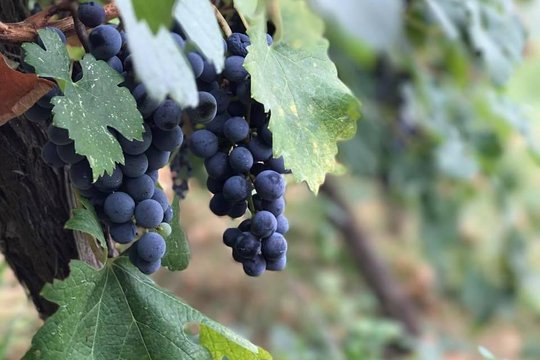 Tour image 2
